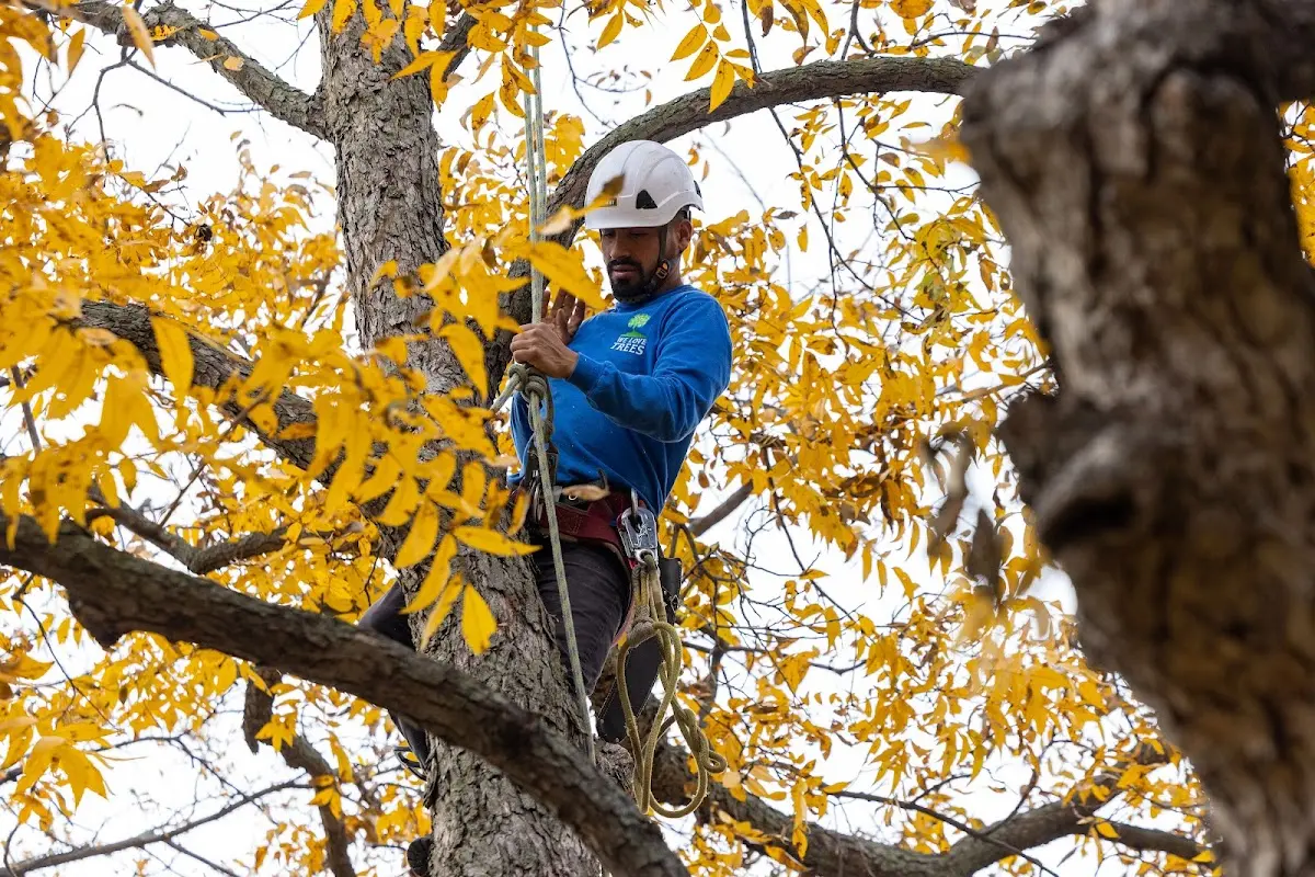 Skilled Tree Transplanting crew working in Chatsworth